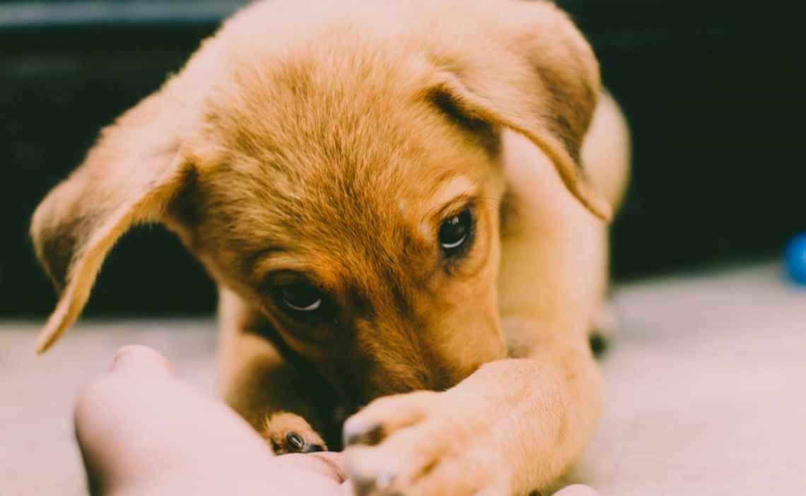 tan puppy human hand