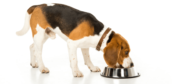 5 Signs Your Dog Has Food Allergies