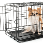 7 Reasons You Should Crate Train Your Dog