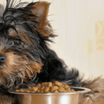 What to Do If Your Dog is a Picky Eater