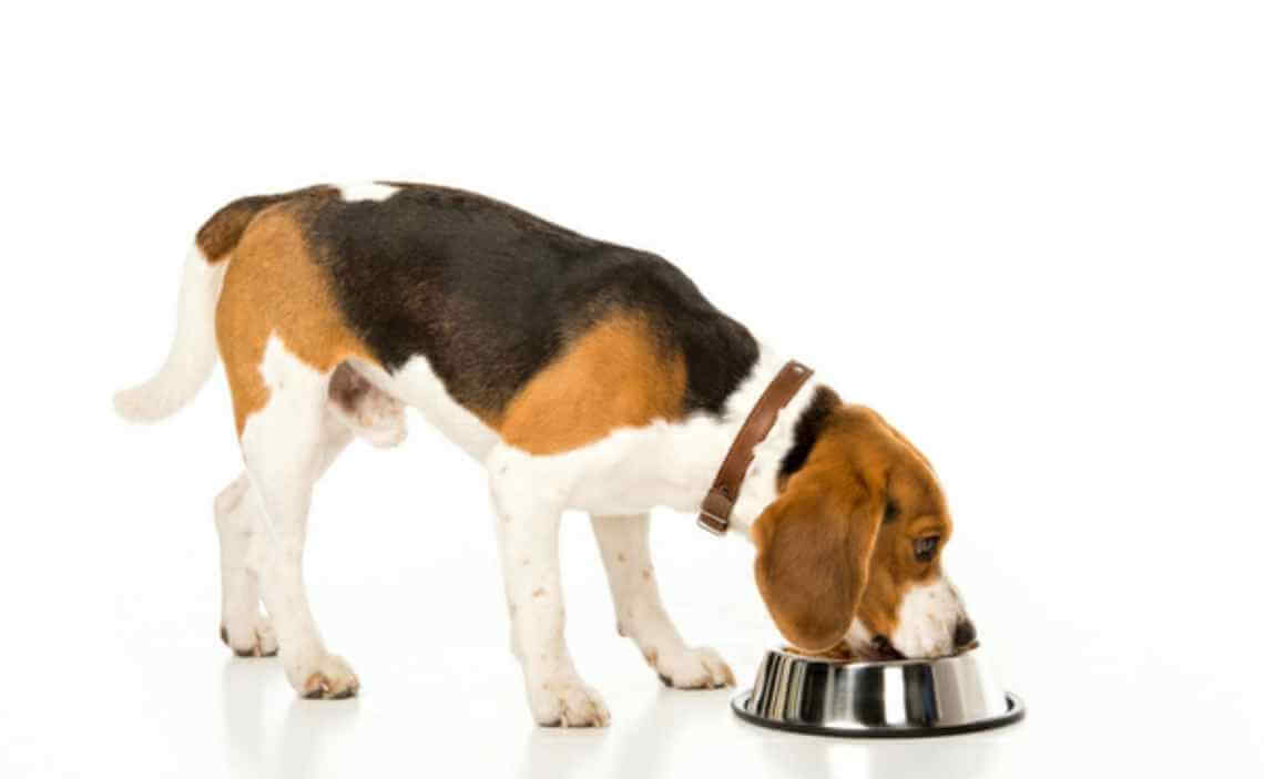 beagle eating out of food bowl