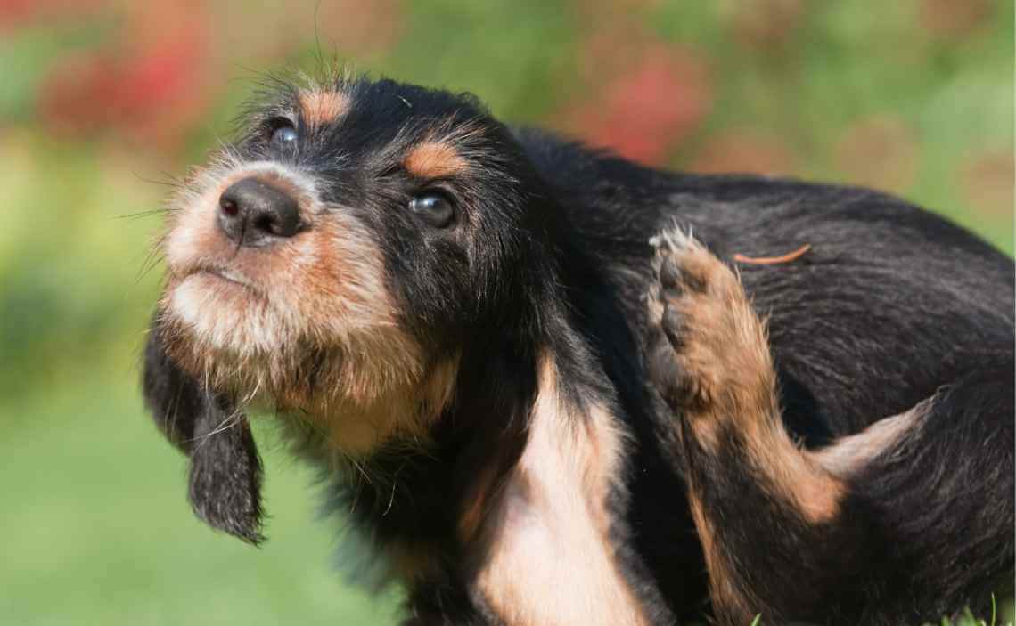 a dog food that is good for allergies