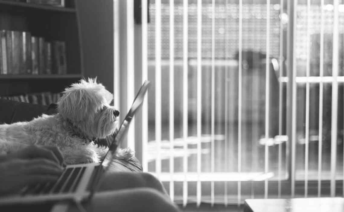 lack and white dog in office while person works on laptop