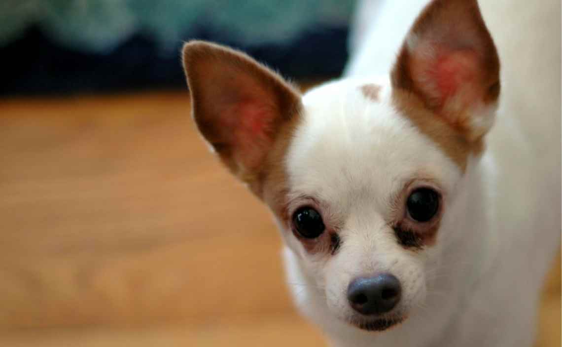 close up white chihuahua