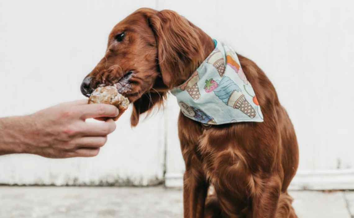 dog being fed muffin