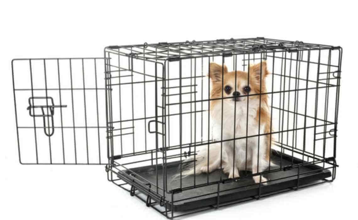Why and how should I crate train my dog? – RSPCA Knowledgebase