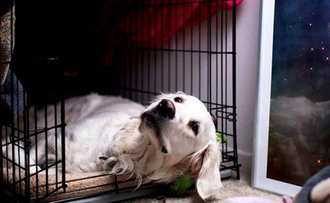 dog laying half way out of crate