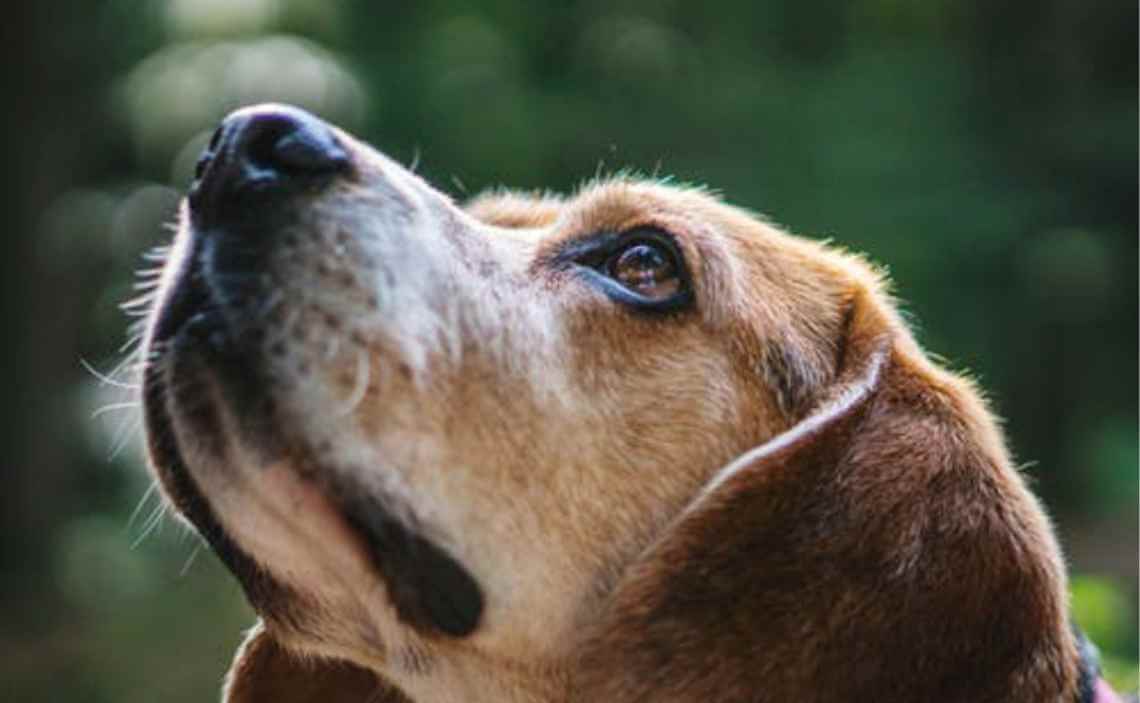 dog looking up