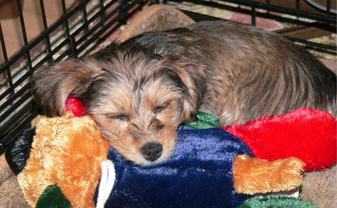 dog sleeping with toy in crate