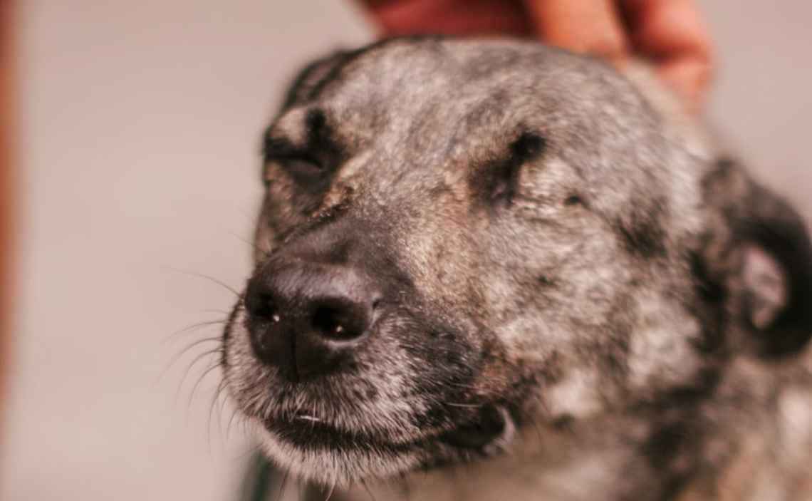 dog with closed eyes Canine Campus Dog Daycare & Boarding