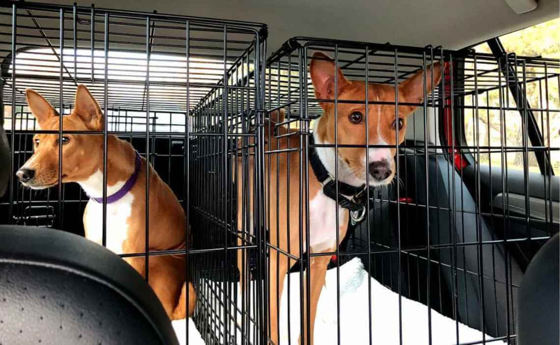 dogs in crates in back of car