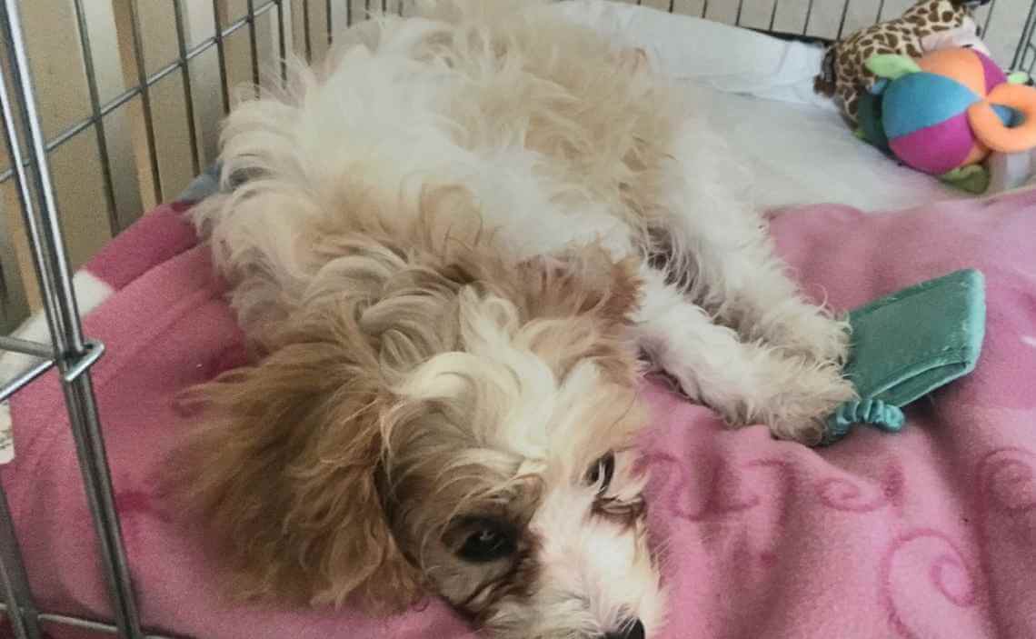 fluffy dog in crate with toys with pink blanket