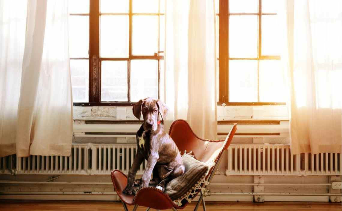 large dog in chair in office