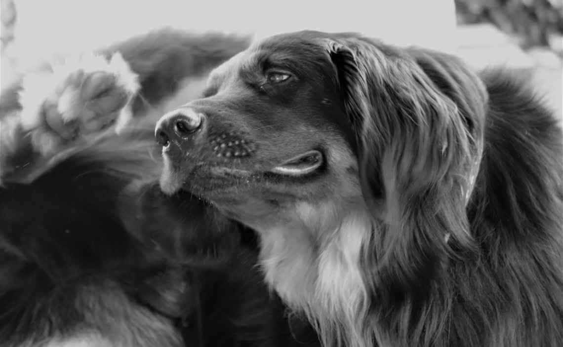 long haired dog scratching