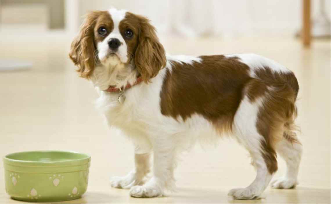 long haired spaniel and food bowl picky eater