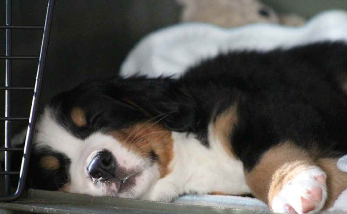 puppy sleeping in crate