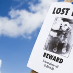 What To Do If Your Dog is Lost