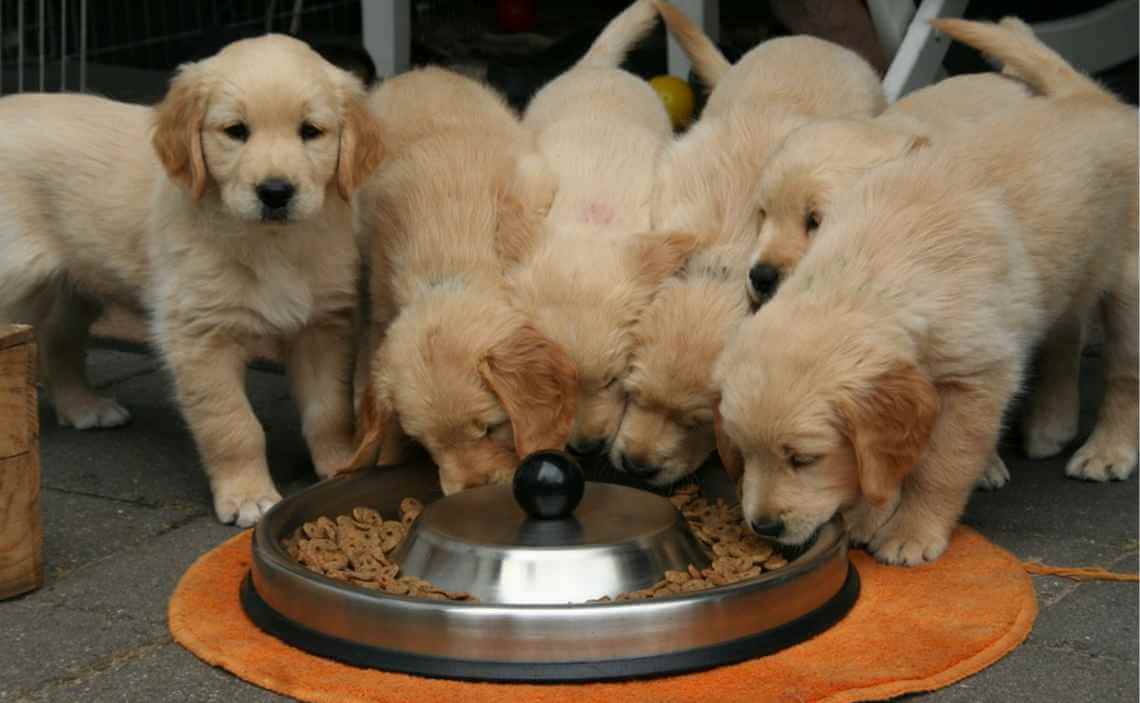 GOLDEN RETREIVER PUPPIES EATING