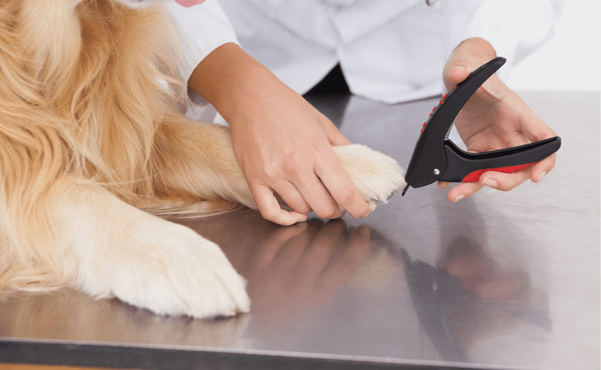 Guillotine trimmer for clipping dogs nails