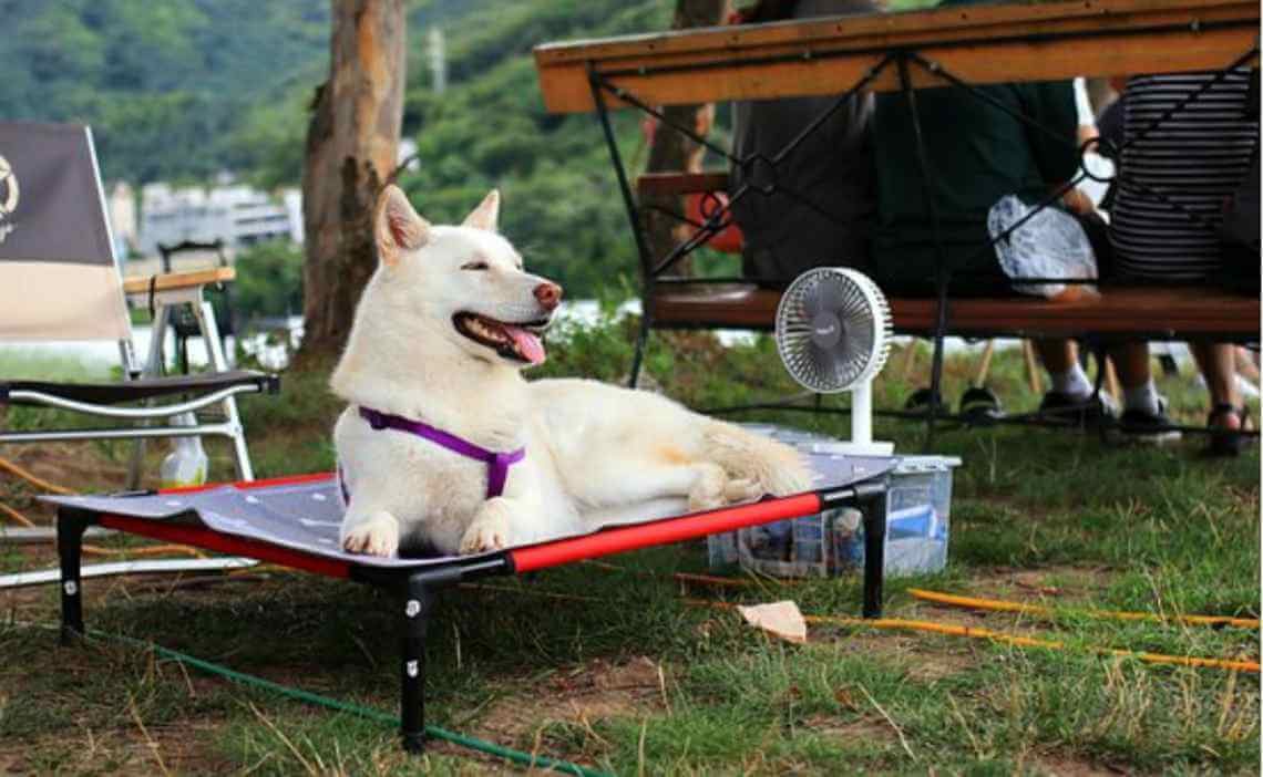 dog cooling off at campsite