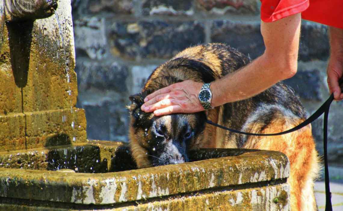 dog drinking out of fountain