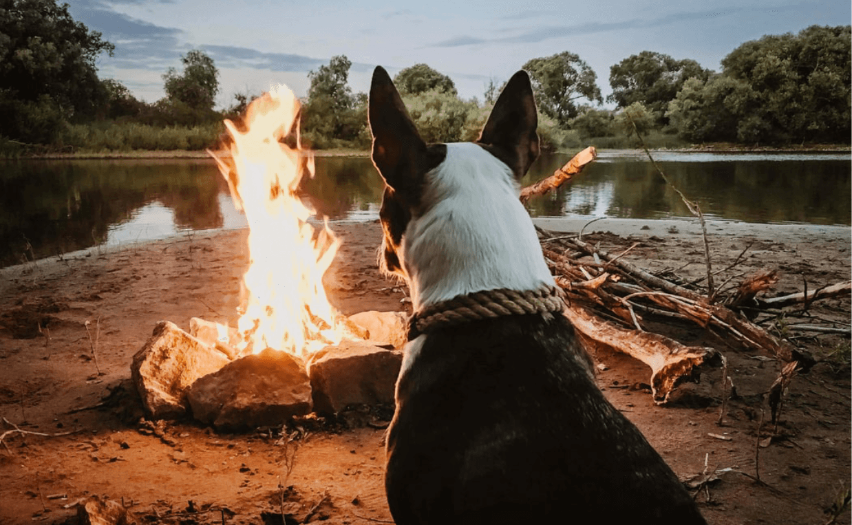 dog near fire pit near lake
