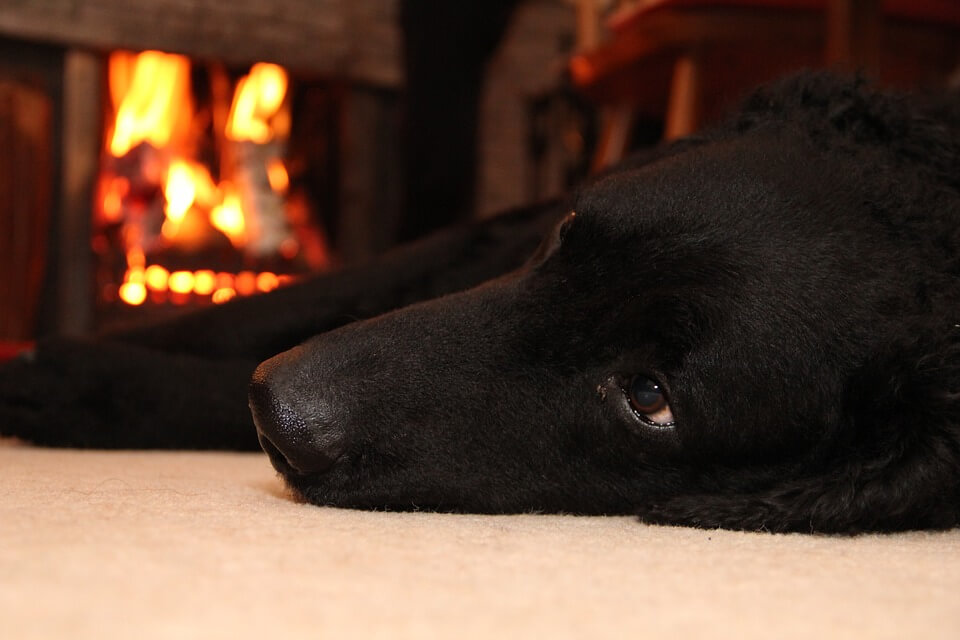 dog near fireplace