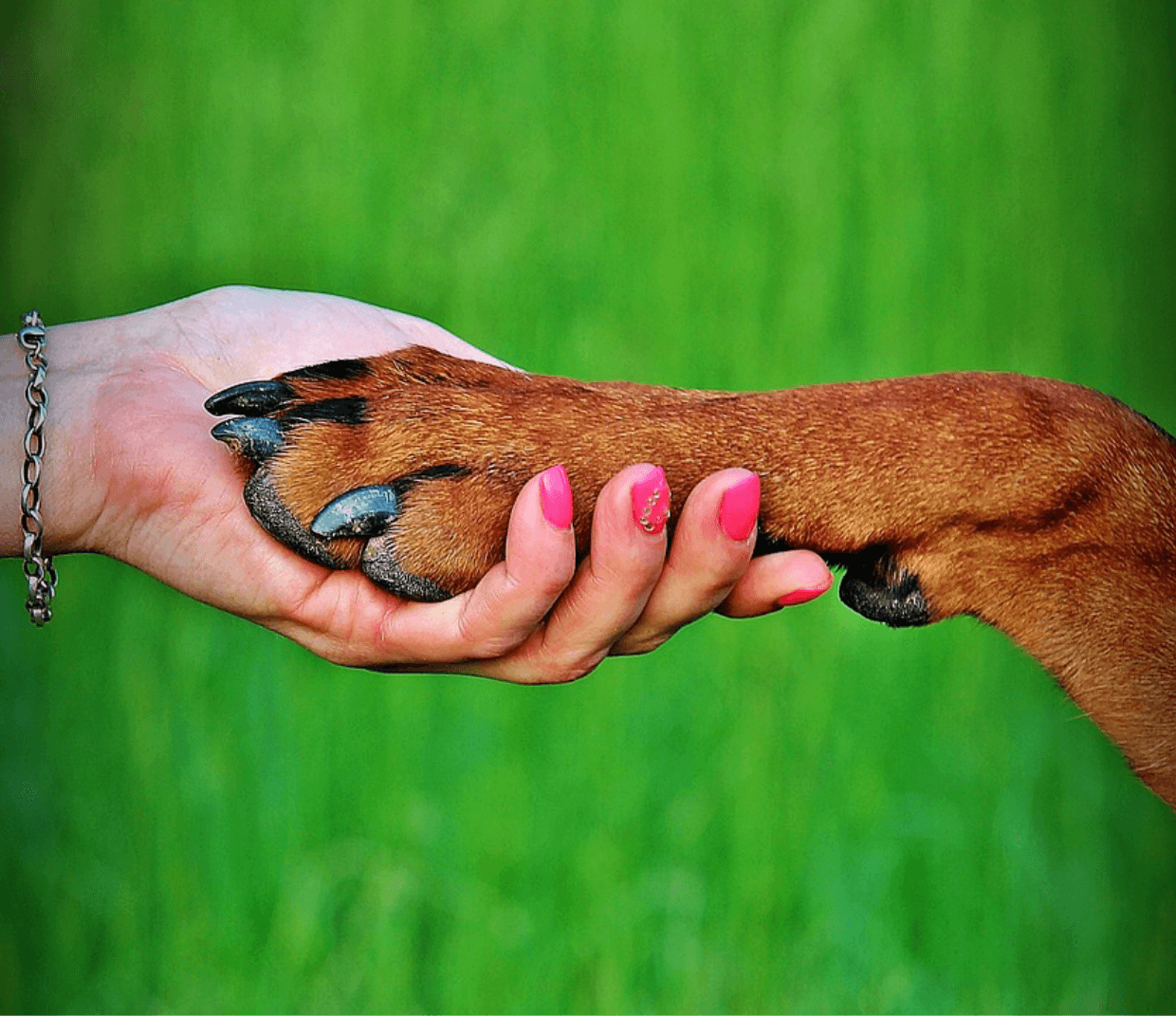 dog paw in human hand