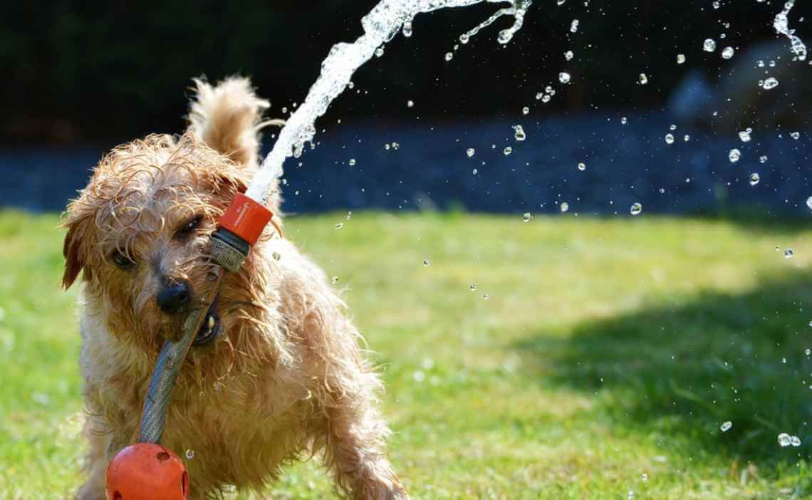 dog playing with water toy