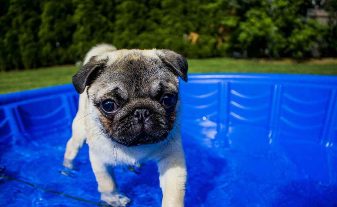 dog pug kiddie pool
