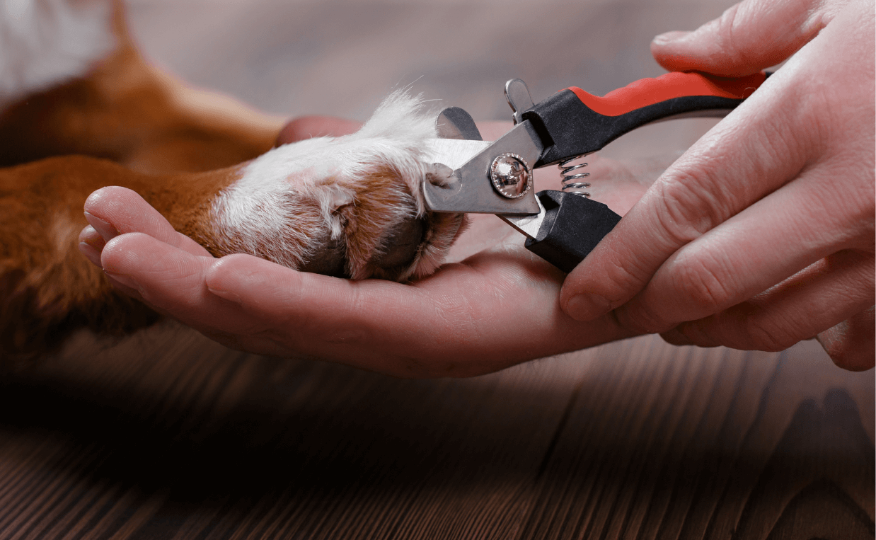 dog trimming scissors