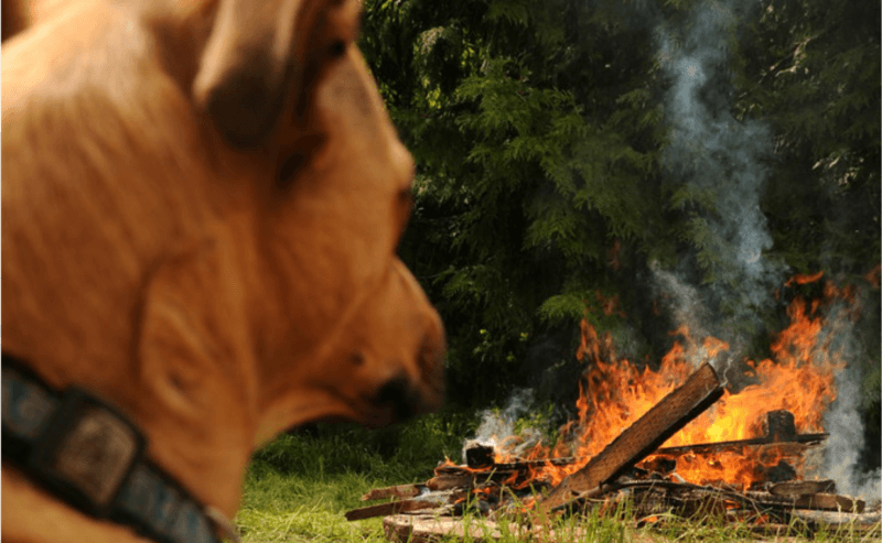 National Pet Fire Safety Prevention Day - Canine Campus Dog Daycare