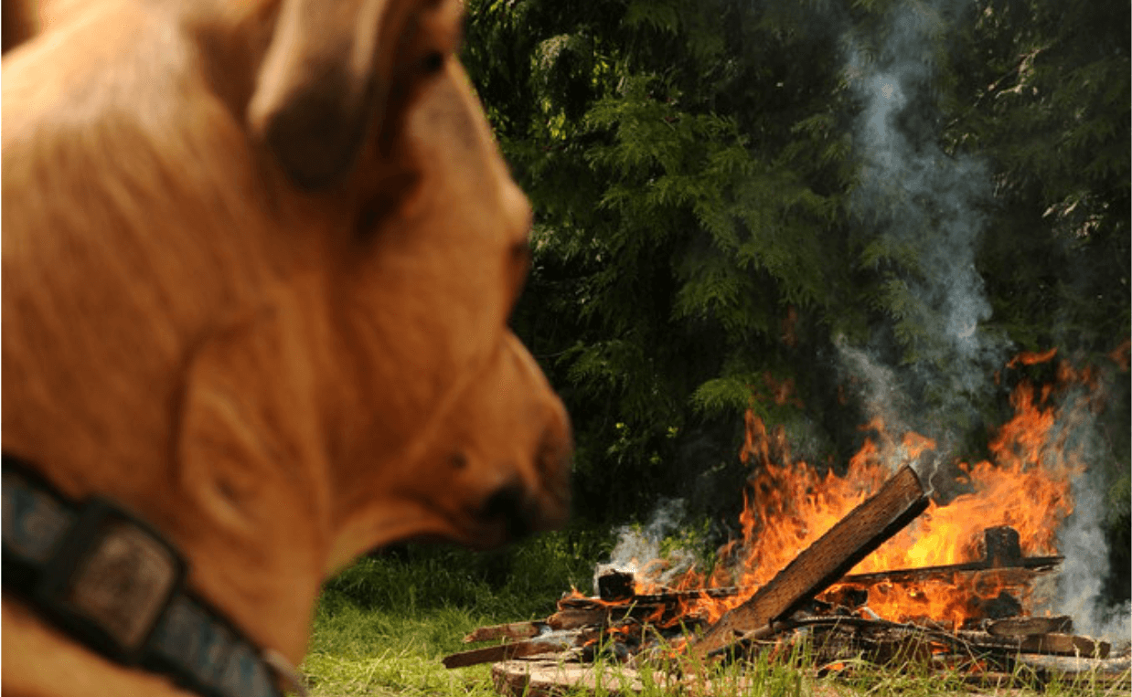 dog watches outdoor fire