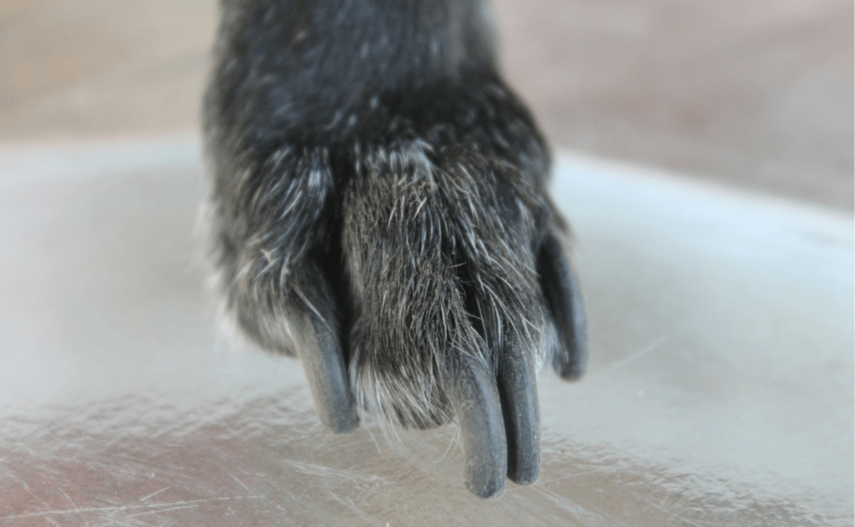 dog with too long nails black