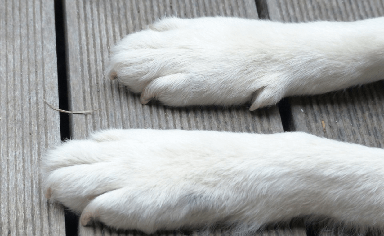 dogs paws with white nails