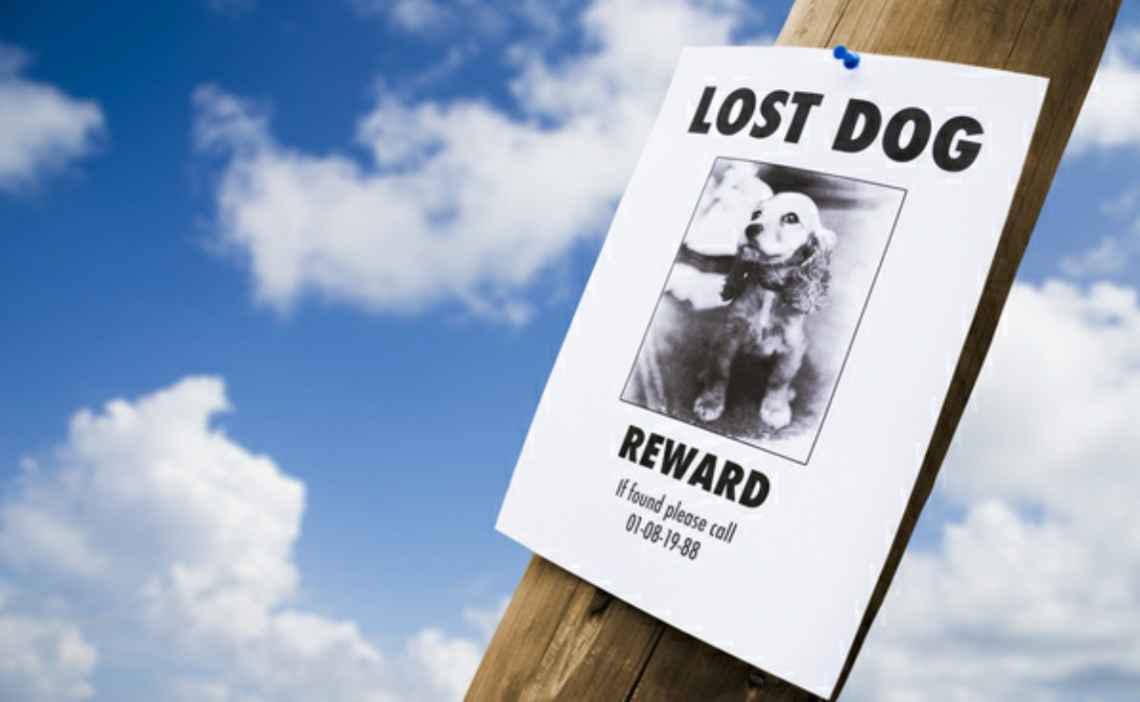 extra blog image template - What To Do If Your Dog is Lost