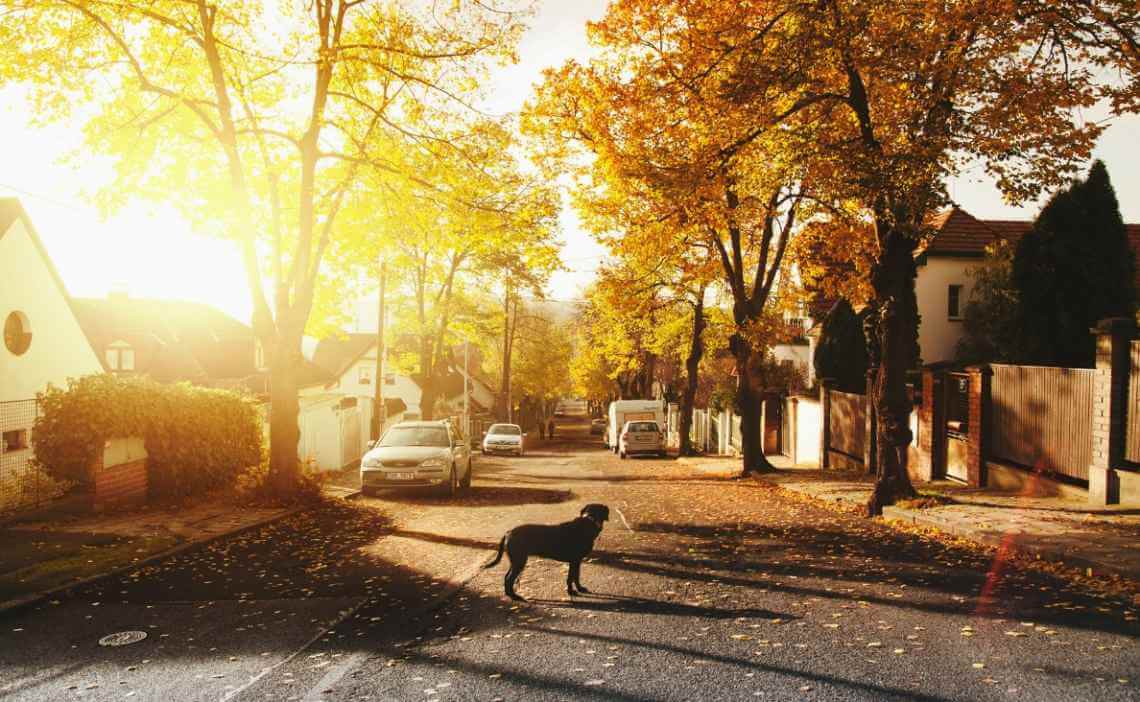 lost black lab in street at sunrise