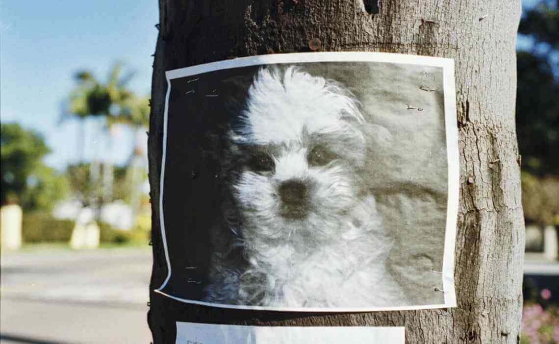 lost dog poster