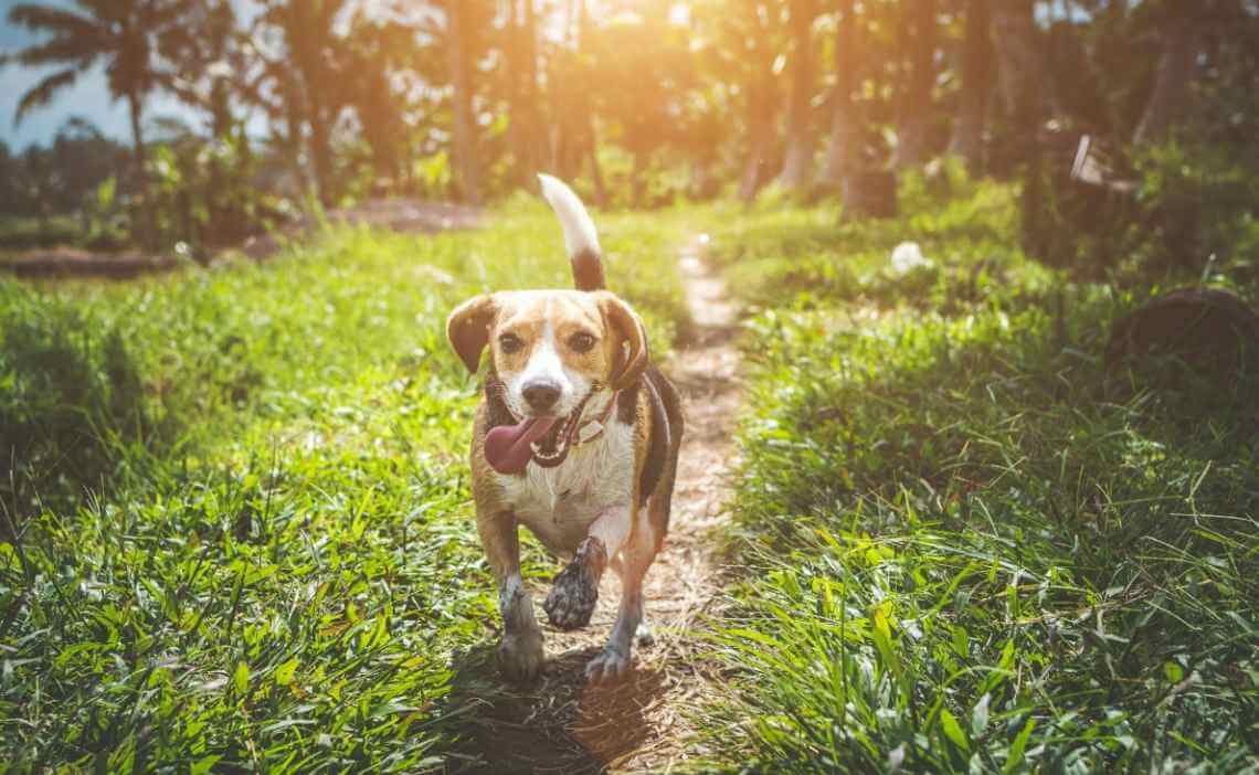 lost dog running on path at sunset