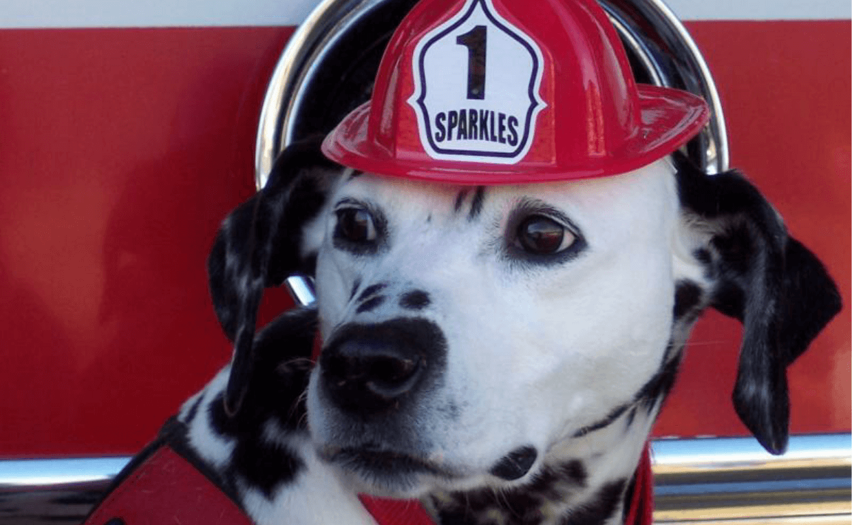 sparkles the fire safety dog