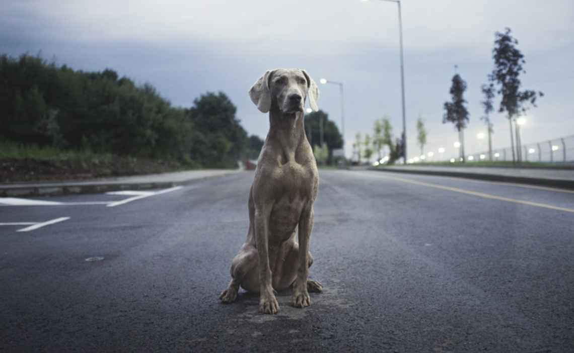 weimaraner dog lost in street