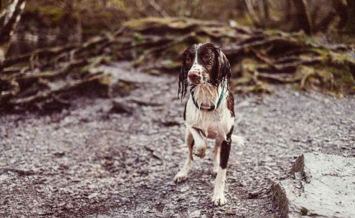 wet spaniel dog lost hunting