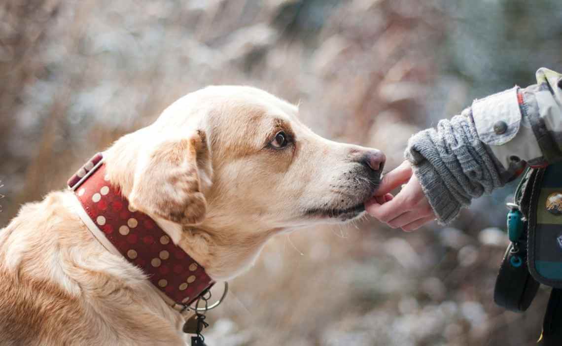 woman feeding handout to lost dog with red collar