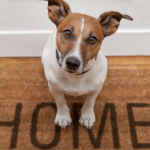 Find Rental Housing for You and Your Dog