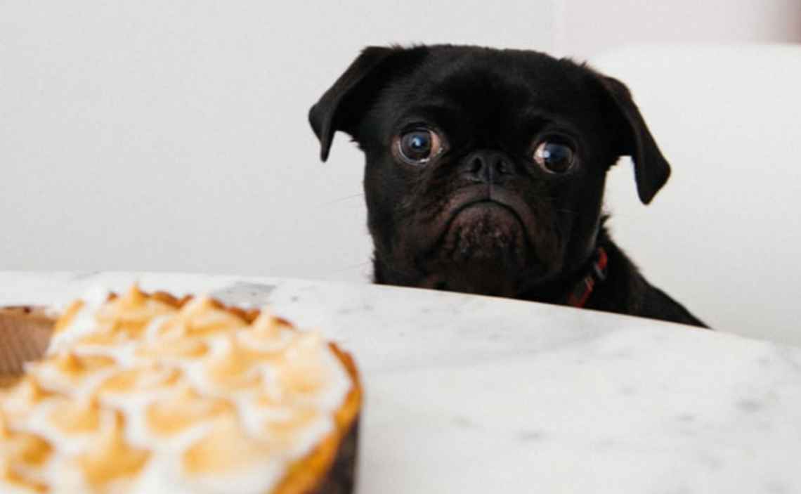 black pug eyeing pie