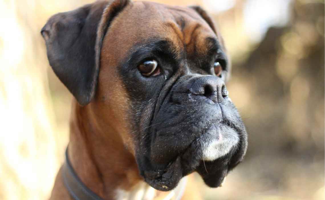 boxer dog breed restriction