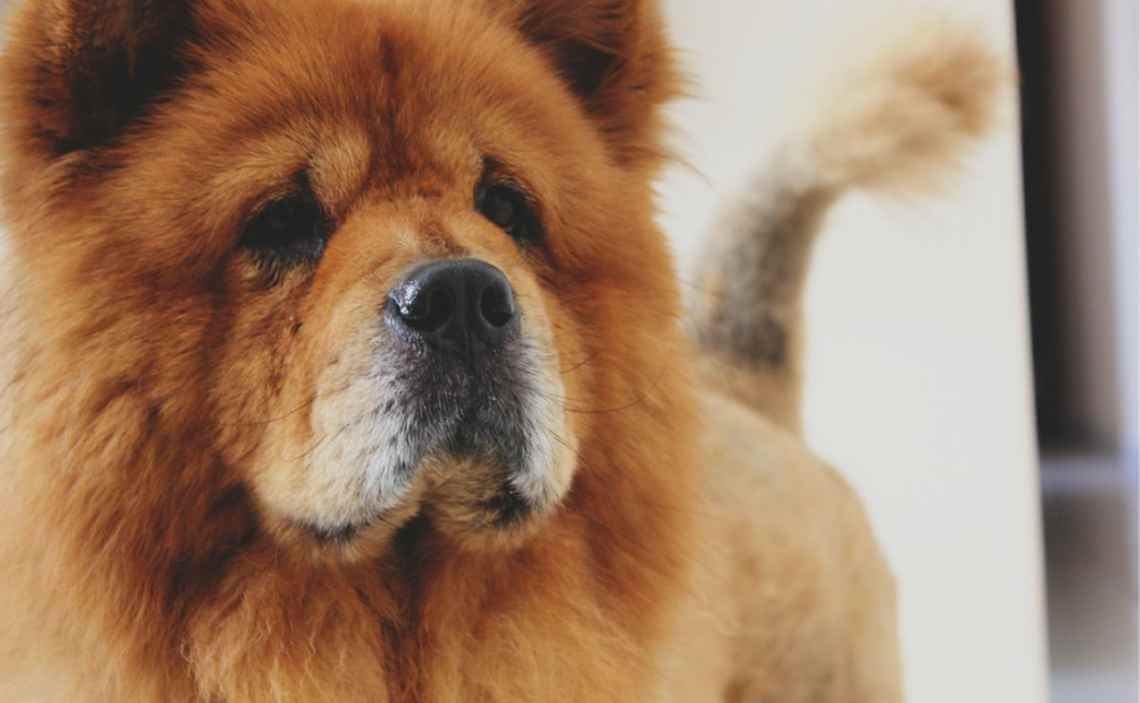 chow chow dog breed restriction