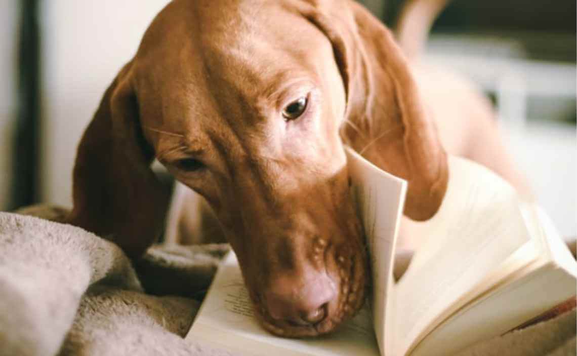 daschund reading book intelligent dog