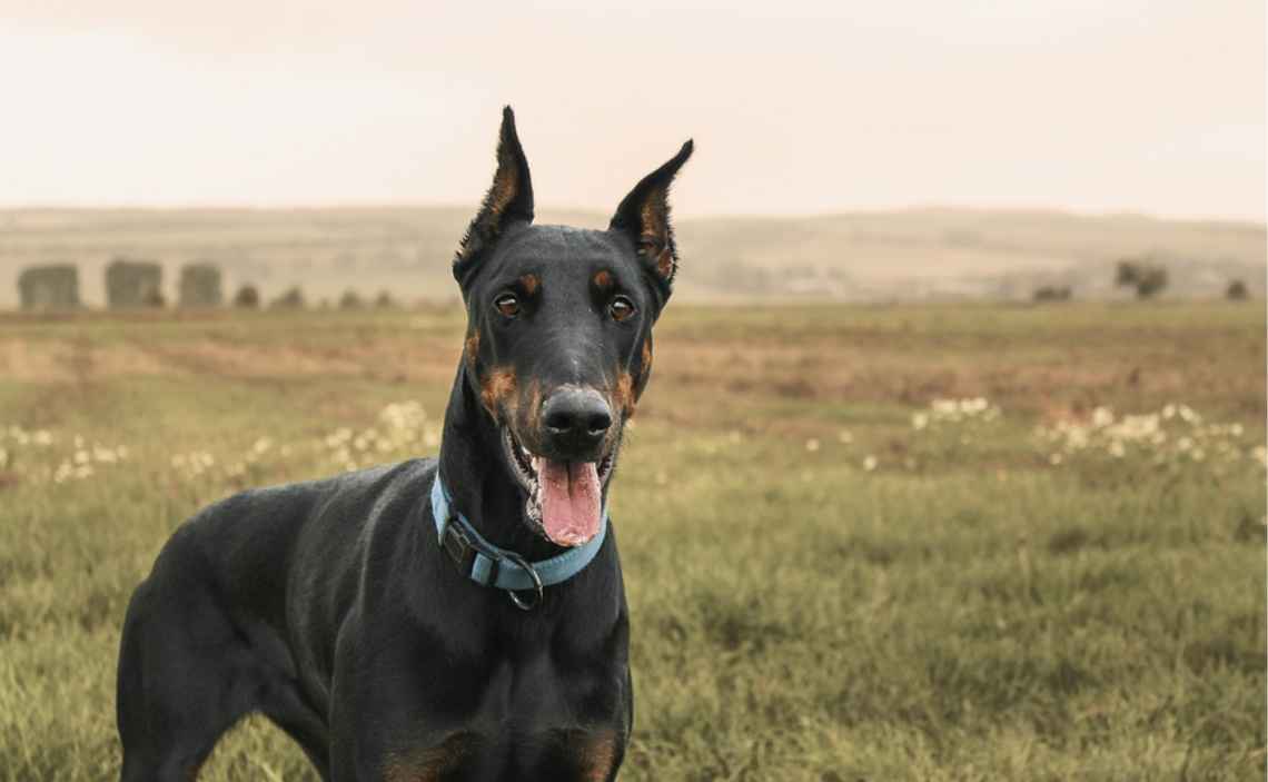 doberman breed restriction