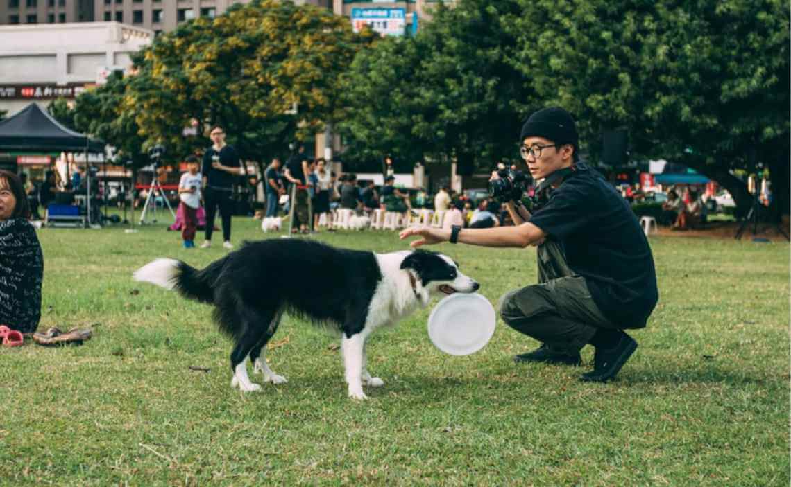 dog playing frisbee in park